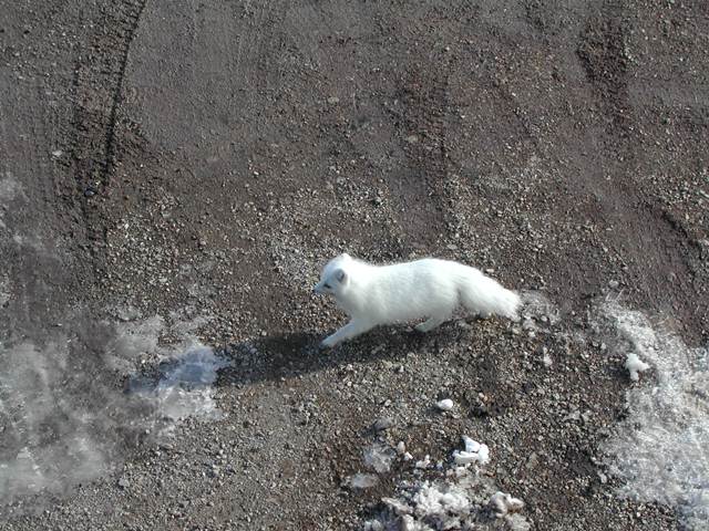 Svalbard Norway Photo 21